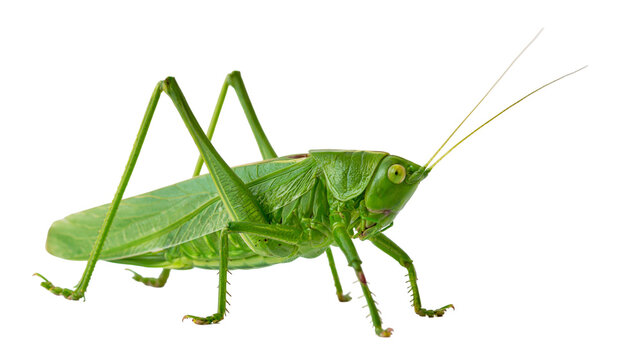 Green katydid insect with long antennae and legs