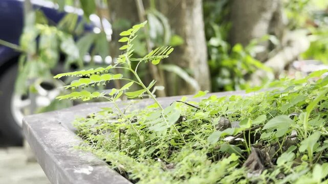 A close-up view of lush green plants and moss growing on a weathered wooden planter box in a forest.