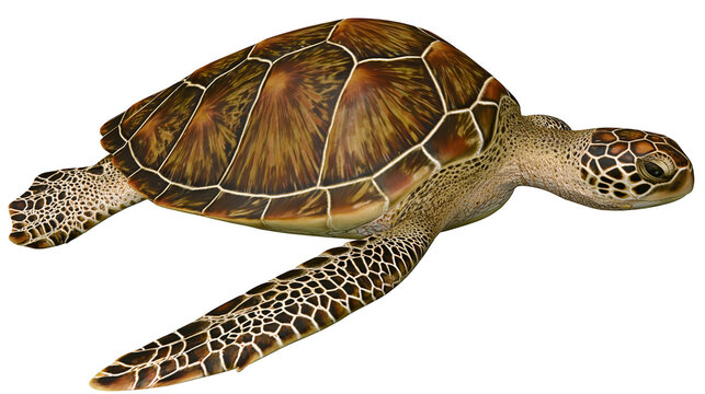 Green sea turtle swimming with patterned shell and flippers