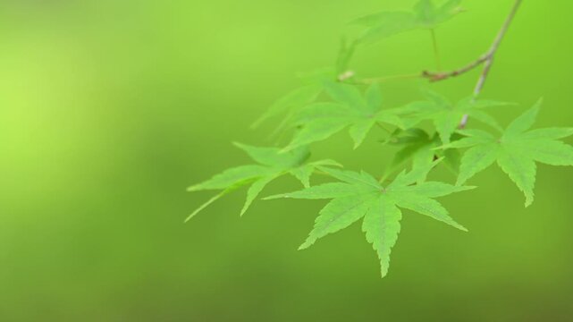 風で静かに揺れる新緑の青紅葉