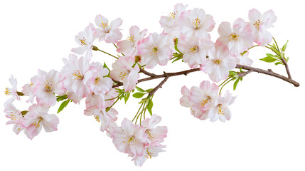 Pink and white cherry blossom flowers on branch © Elvin