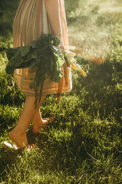 Woman walking through garden a harvesting fresh vegetables