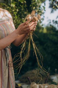 Woman harvesting organic garlic bulbs in garden