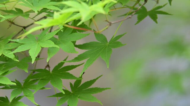 風で静かに揺れる新緑の青紅葉