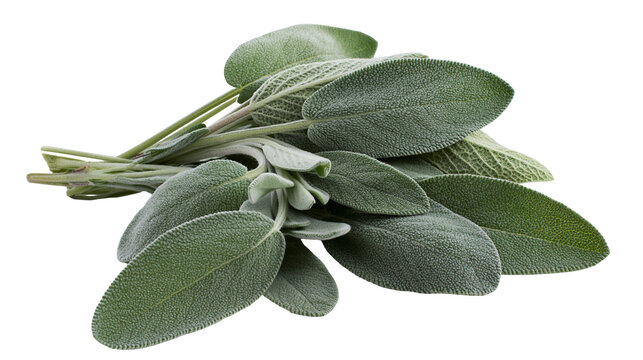 Fresh sage herb leaves bunch