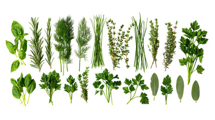 Collection of fresh green culinary herbs and spices © Isolde