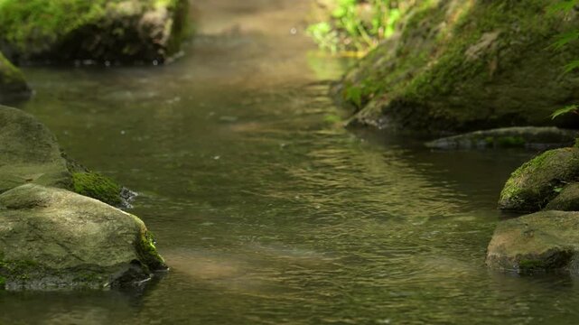 静かに流れる清らかな小川の水