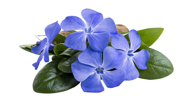 Blue periwinkle flowers with green leaves