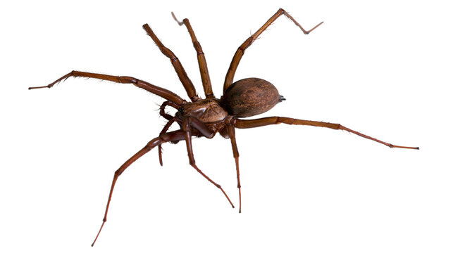Brown recluse spider with long legs spread wide