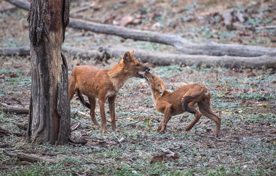Wild dogs or Dhole playing in the forest. Close up, selective focus