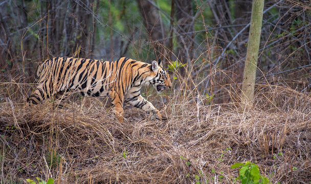 Sub adult tiger coming out of the bush in the forest. Close up, selective focus.