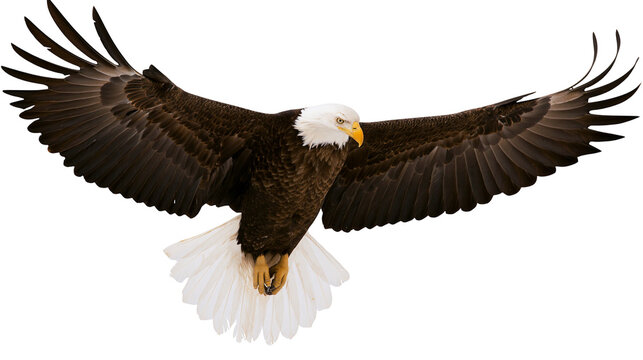 Bald eagle bird with spread wings flying