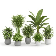 Fototapeta premium Assorted potted indoor plants collection on white background