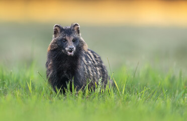 Common raccoon dog ( Nyctereutes viverrinus ) © Piotr Krzeslak