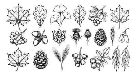 Vintage hand drawn autumn leaves and forest seeds, 20 botanical vector icons, black and white line art foliage and pine cones for fall design © Aqsa