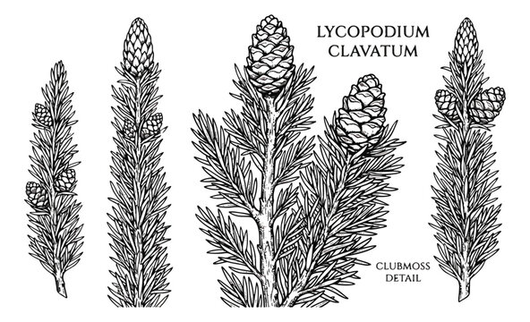 Vintage Lycopodium Clavatum botanical illustration, hand drawn staghorn clubmoss plant sketches, black and white medicinal herb vector set