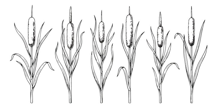 Vintage hand drawn cattail plant collection, 6 botanical reed illustrations in sketch style, black and white bulrush vector set for nature design