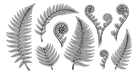 Vintage fern leaf botanical illustrations, hand drawn forest foliage vector set, black and white garden plant fronds and fiddlehead ferns © Aqsa