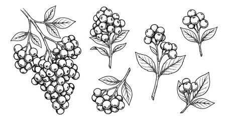 Vintage elderberry botanical illustration set, hand drawn black ink berry branches with leaves, rustic elderberry fruit sketches for organic packaging © Aqsa
