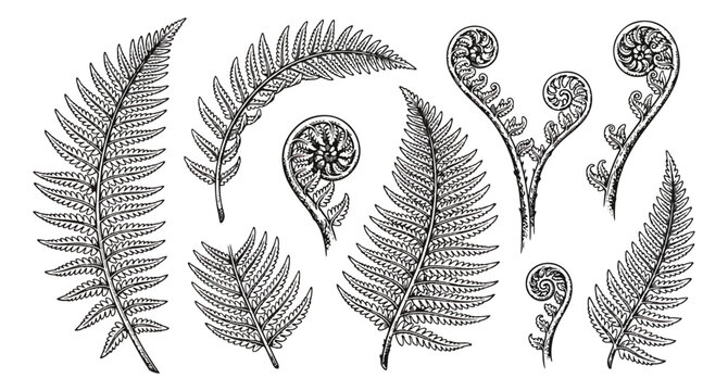 Vintage fern leaf botanical illustrations, hand drawn forest foliage vector set, black and white garden plant fronds and fiddlehead ferns