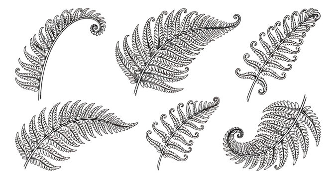 Vintage fern leaf botanical illustration set, hand drawn black ink tropical foliage sketches, 6 decorative forest plant fronds for wedding stationery