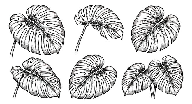 Vintage monstera leaf line art collection, hand drawn tropical foliage set of 6 vector illustrations, black and white botanical palm leaves