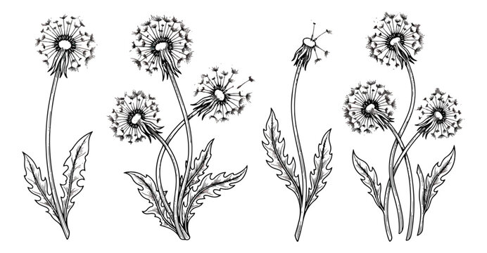 Vintage dandelion sketch set, hand drawn botanical floral illustrations, black and white wildflower line art, 4 vector flower elements for wedding design