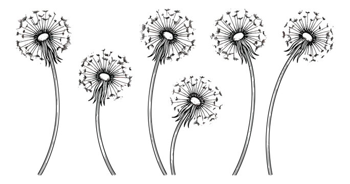 Hand drawn dandelion seed head vector set, botanical line art illustration of blowball flowers, black and white floral sketch elements