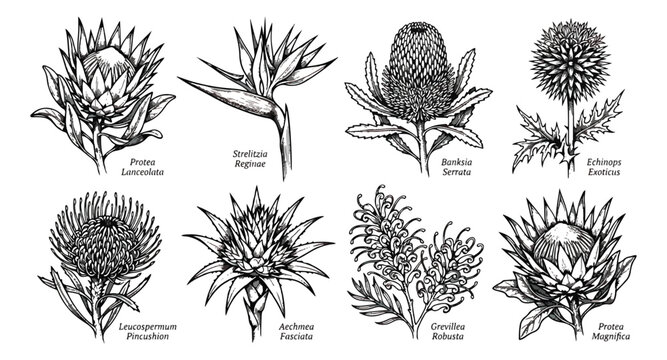 Vintage botanical illustration of exotic flowers, hand drawn protea and banksia floral set, 8 black and white wildflower vector sketches