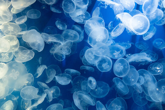 ミズクラゲ　Moon jelly　Aurelia coerulea