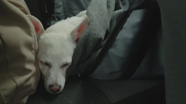 Sleeping Dog in Hammock on Back Seat of Moving Car