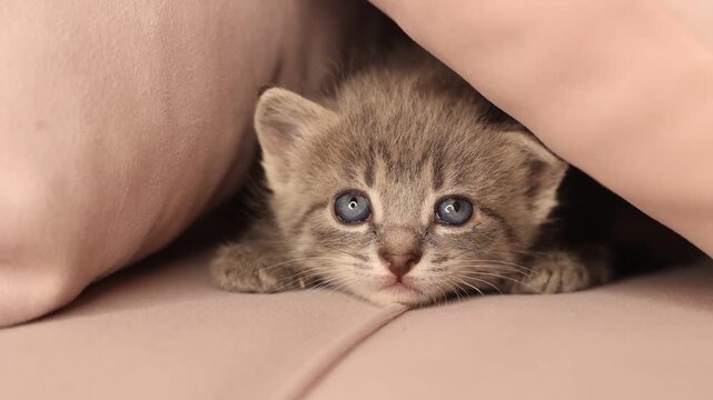 little kitten is crawling on the couch at home