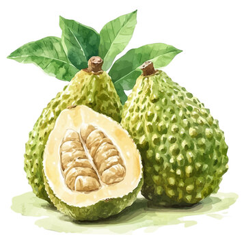 Breadfruit watercolor vector, hand-painted style elite illustration with fine details isolated on white background