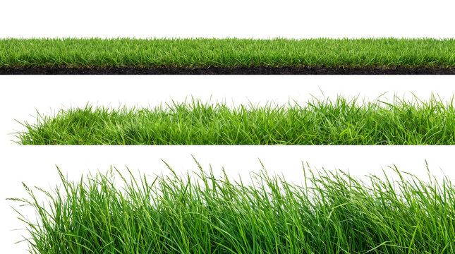 Green grass blades on transparent background