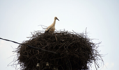 Fototapeta premium White stork standing in the nest on a power pole.