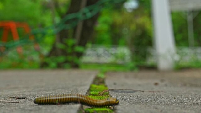 Milpi&eacute;s rayado sobre superficie h&uacute;meda mostrando detalles anat&oacute;micos y segmentaci&oacute;n corporal