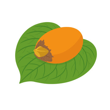 Areca nut on betel leaf isolated on transparent background 