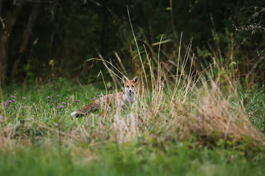 cach&eacute; dans les herbes