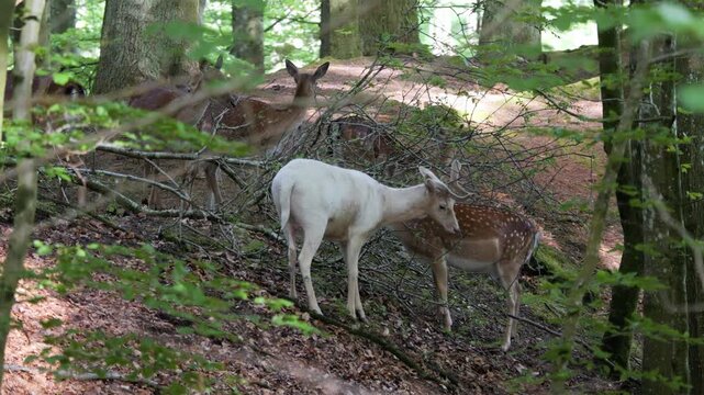 White albino deer and fallow deer interacting in the forest