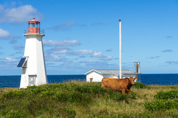 Phare de Cheticamp island et une vache, Cap Breton, Nouvelle-Ecosse, Canada © AS.UNTERREINER