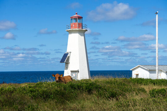 Une vache et le phare de Cheticamp island , Ile de Cap Breton, Nouvelle &Eacute;cosse, Canada