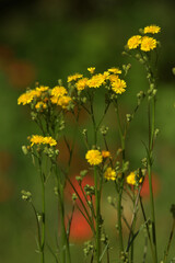 Fototapeta premium Wiesen-Pippau (Crepis biennis)