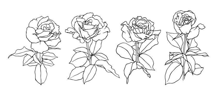 A collection of botanical sketches of flowers and rosebuds. Vector graphics.