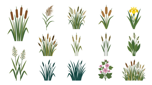 Vector illustration set of various swamp plants, cattails, and wetland grasses.