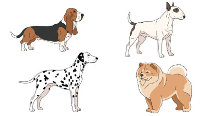 Naklejka premium Set of four distinct purebred dog breeds including a basset hound, bull terrier, dalmatian, and fluffy chow chow standing.