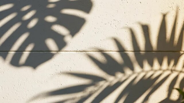 Tropical shadows of monstera and palm leaves dancing on a textured off-white exterior wall in the sunlight