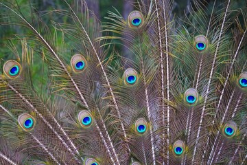 Obraz premium Wild peacock tail feathers in Faliraki, Rhodes island in Greece. Rhodes wildlife.