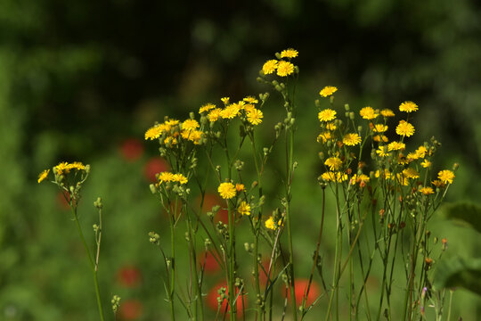 Wiesen-Pippau (Crepis biennis)