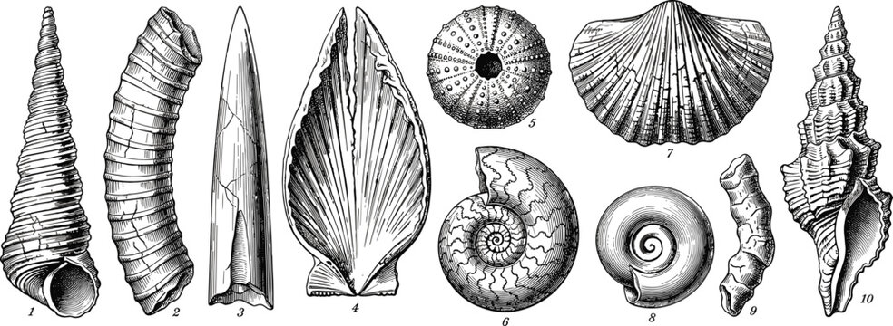 Vintage monochrome engraving illustration of prehistoric marine fossils, ancient seashells, ammonite, and sea urchin over white background