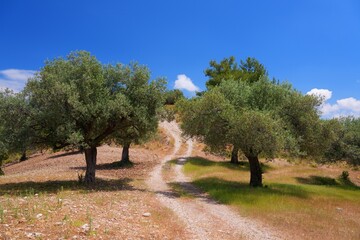 Fototapeta premium Agriculture landscape in Rhodes island in Greece. Spring view of olive tree grove.